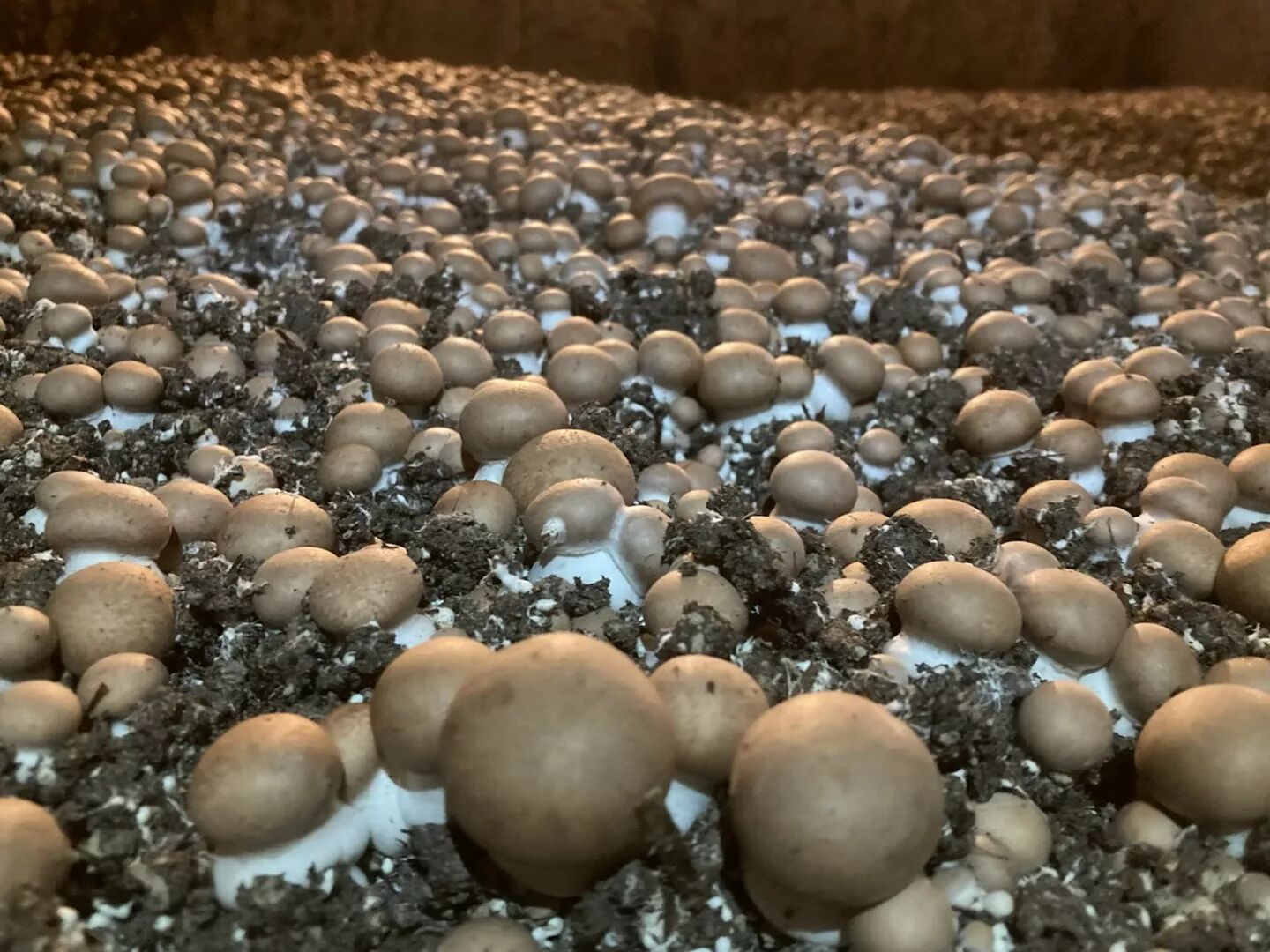 Le Champignon d'Orbec